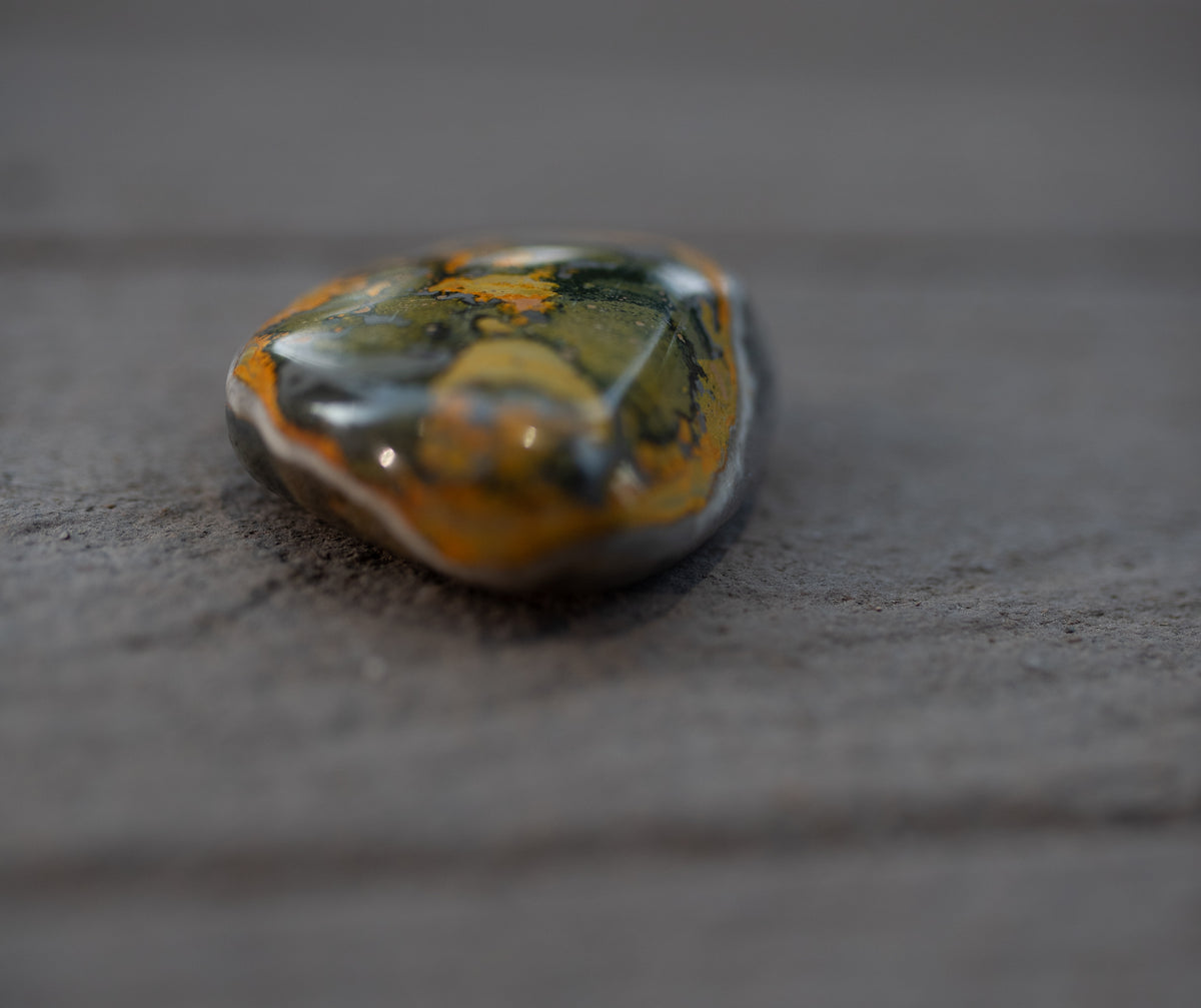 Bumble Bee Jasper