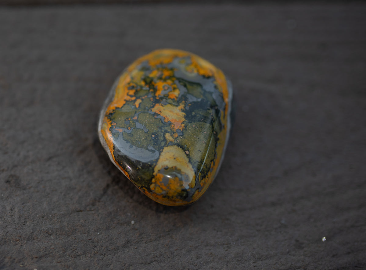 Bumble Bee Jasper